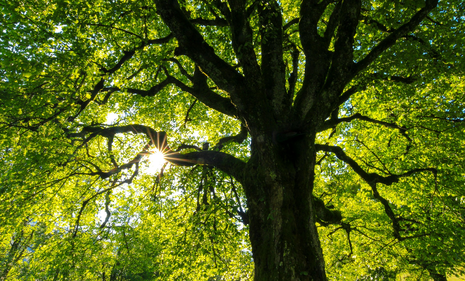 Environmental Impact Assessments (EIA)